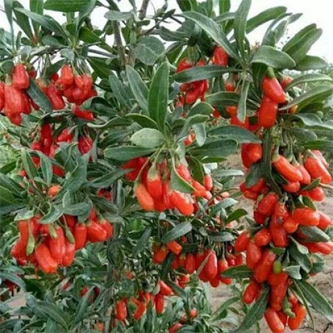 Годжі Кореан біг (однорічний, ЗКС), фото 1