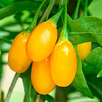 Годжі Амбер світ (однорічні, зкс)