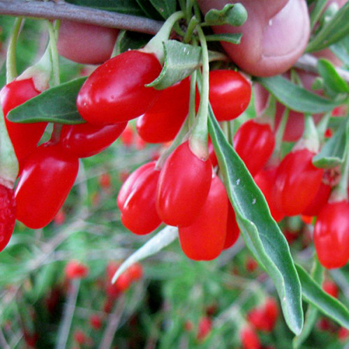 Годжі Делікат (однорічні, зкс), фото 1