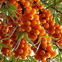 Саджанці обліпихи