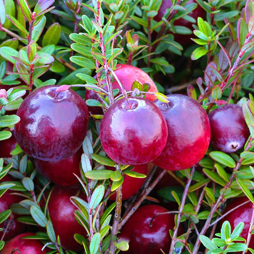 Журавлина Пілігрим (Однорічний, ОКС), фото 1
