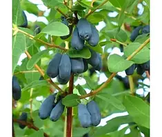 Жимолость Блакитне Веретено (Двохлітній, ЗКС)