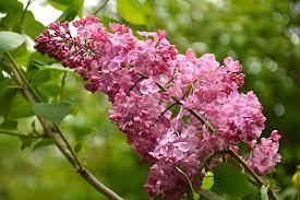 Сирень гиацинтовая Maiden's Blush (10-15 см, ЗКС), фото 1