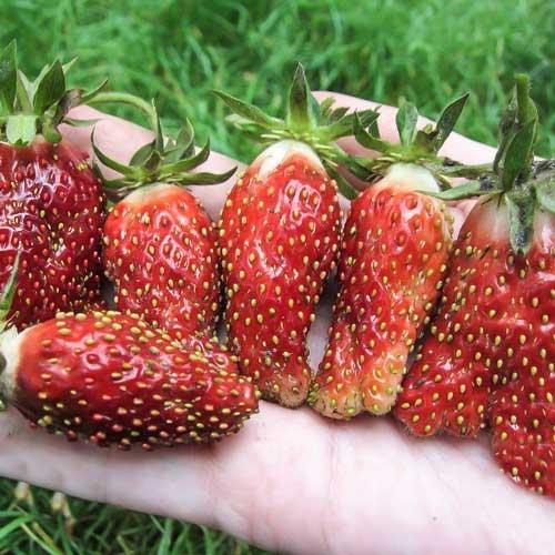 Землина Ананасна (смаженці), фото 1