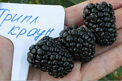 Ожина Потрійна Корона (дворічний, ЗКС)