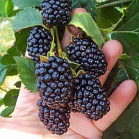 Ожина бжезина (Bgezina) (Однорічний, ЗКС)