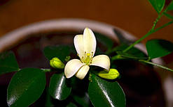 Мурая "Карликова" 10-20 см