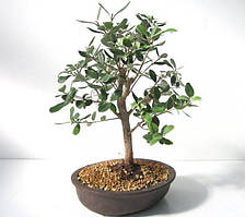 Фейхоа "Кримський" 20-30 см