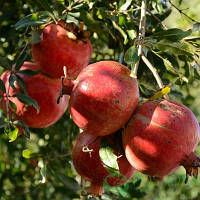 Гранат Гюлоша (20-30 см, ЗКС)