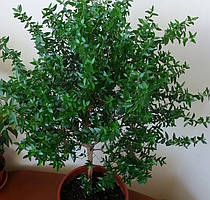 Мірт Гостролистий (20-30 см, ЗКС)