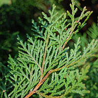 Туя складана Елегантисима (60-70 см, ЗКС)