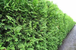 Туя Західна Брабант (70-90 см, ЗКС)