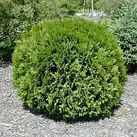 Туя західна Глобоза Ауреа (10-12 см, ЗКС)