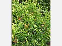 Туя складана Елегантисима (70-80 см, ЗКС)