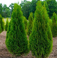 Туя західна Ауреоспіката (10-15 см, ЗКС)
