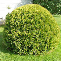 Туя Західна Голден Глоб C1 (15-17 см, ЗКС)