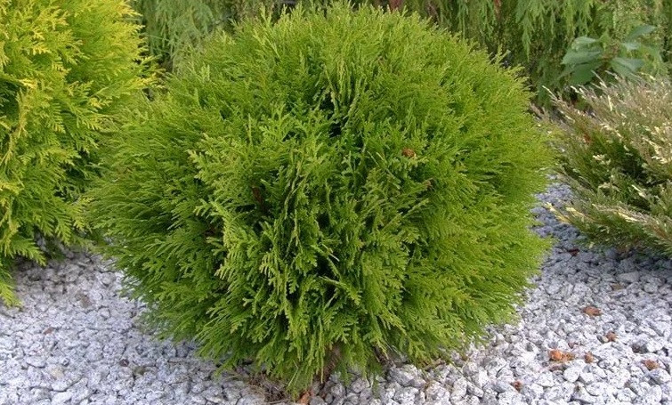 Туя західна Хосері (25-30 см, ЗКС), фото 1