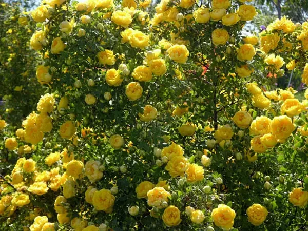 Роза Персиан Єллоу (однорічний, ОКС)