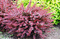 Барбарис Тунберга Кармен (50-65 см, ЗКС)