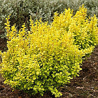 Барбарис Тунберга Ауреа (50-65 см, ЗКС)