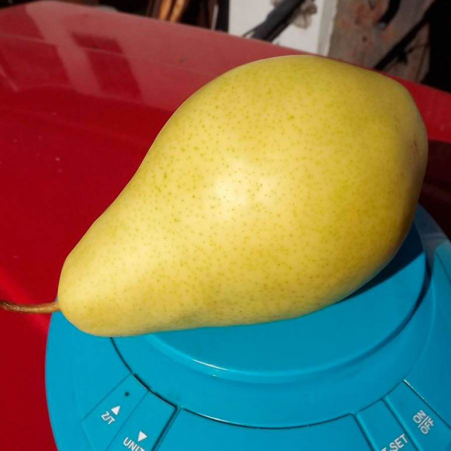 Груша Санта Марія (трирічний, ЗКС)