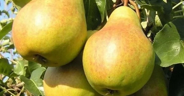 Груша Молдавська літня (Однорічний, ОКС), фото 1