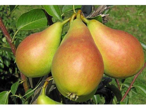 Груша Ізольда (Однорічний, ОКС), фото 1