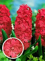 Гіацинт Махровий Red Diamond (луковиці)