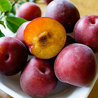 Абрикос Чорний Принц (Однорічний, ОКС)