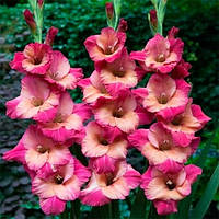 Гладіолус Ted's Favourite (луковиці)