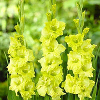 Гладіолус Green Star (луковиці)