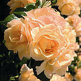 Троянда Hansestadt Rostock (Ханзестад Росток) флорибунда, фото 5