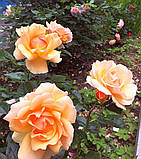 Троянда Hansestadt Rostock (Ханзестад Росток) флорибунда, фото 4