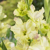 Гладіолус Великоквіткова Alicia (розмір цибулини 12/14)