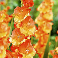 Гладіолус великоцвітковий Margaret Rose (розмір цибулини 12/14)