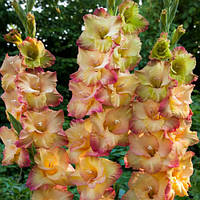 Гладіолус Великобарвний Shooter (розмір цибулини 12/14)