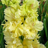 Гладіолус Гофрований-Lemon Frizzle (розмір цибулини 12/14)