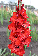 Гладіолус Гофрований — King Red Bad (розмір цибулини 12/14)