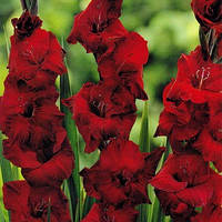 Гладіолус Великобарвний Zorro (розмір цибулини 11/12)