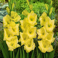 Гладіолус великоцвітковий Nova Lux (розмір цибулини 12/14)