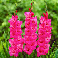 Гладіолус Великоцвітковий Fidelio (розмір цибулини 11/12)