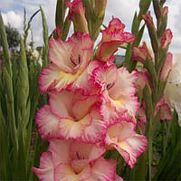 Гладіолус Великоцвітковий Priscilla (розмір цибулини 12/14)
