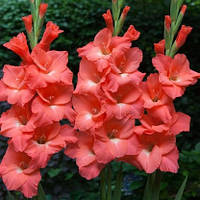 Гладіолус Великобарвний Berlusconi (розмір цибулини 12/14)