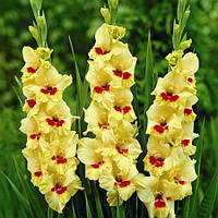 Гладіолус Великоквіткова Albandeira (розмір цибулини 12/14)