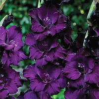 Гладіолус Великоквіткова Mombassa (розмір цибулини 12/14)