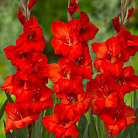 Гладіолус Magma (луковиці)