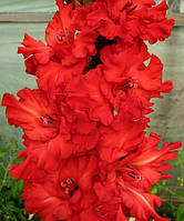 Гладіолус Red (луковиці)