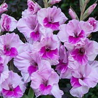 Гладіолуси