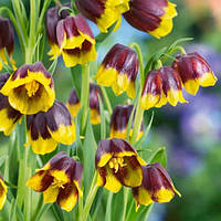 Фритиляріі