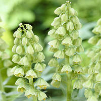 Фритлярія Persica Alba (луковиці)